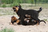 RENCONTRE ENTRE CHIENS 214